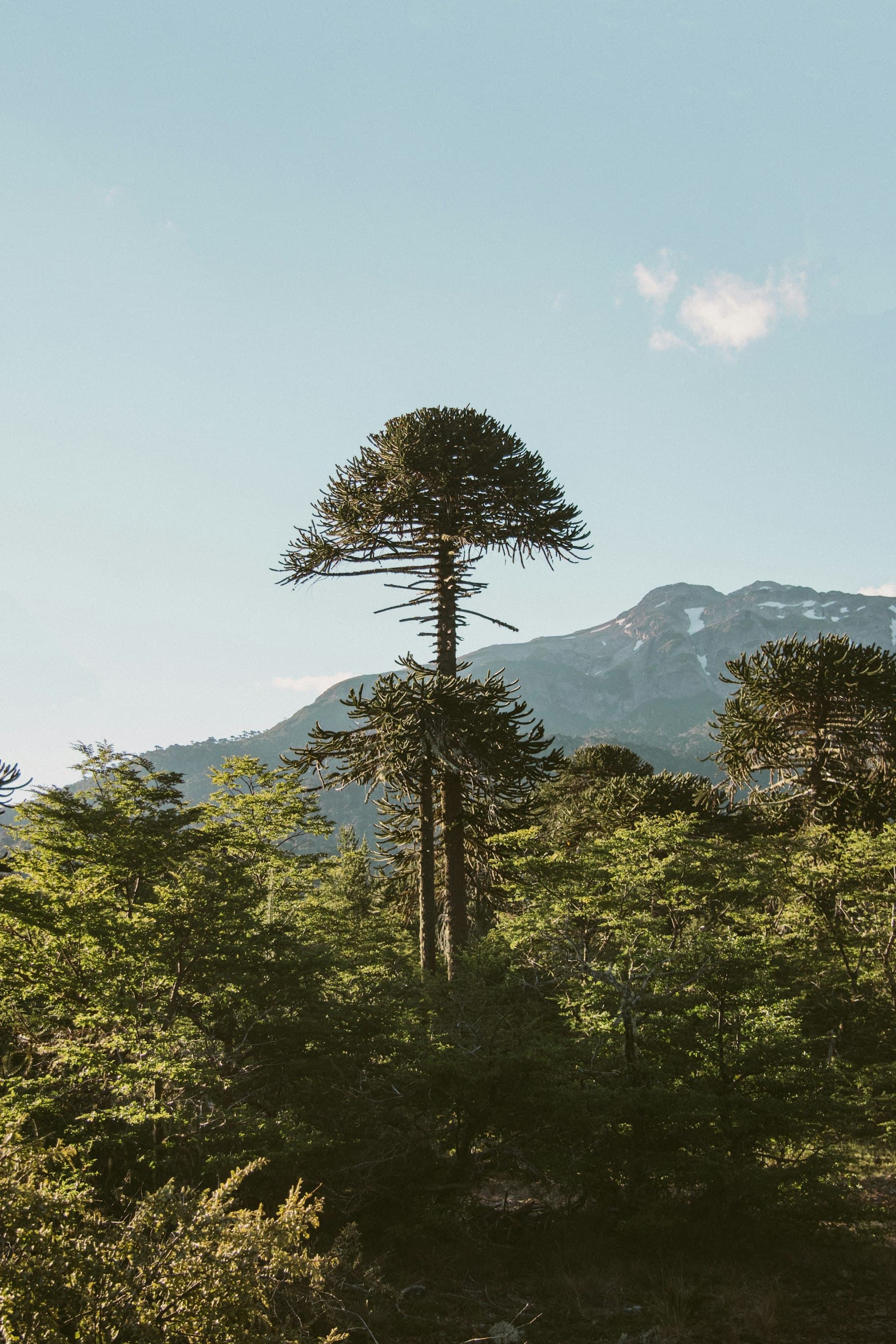 Araucaria recortada contra el cielo en un bosque del sur