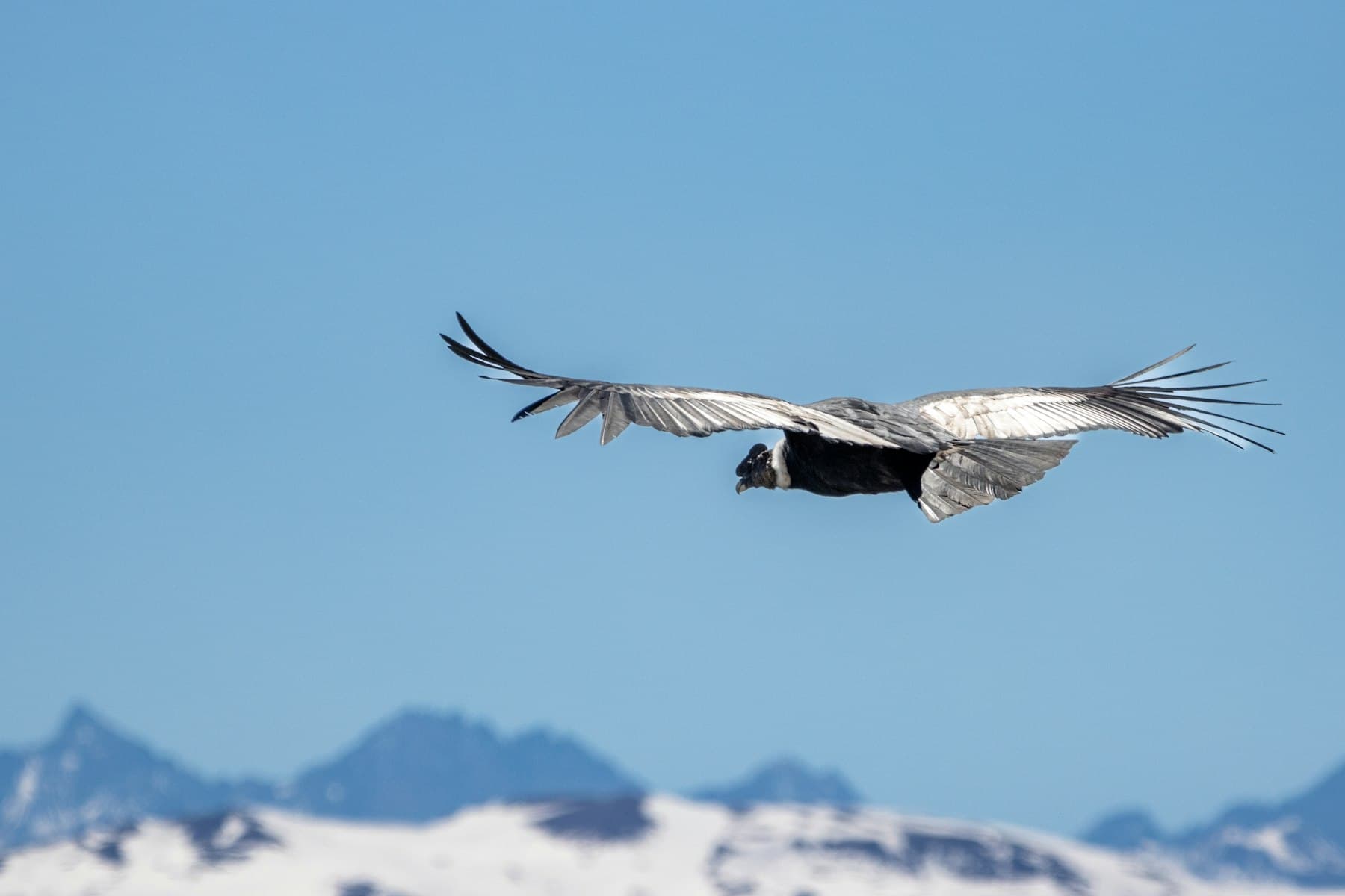 Cóndor andino volando sobre cumbres nevadas