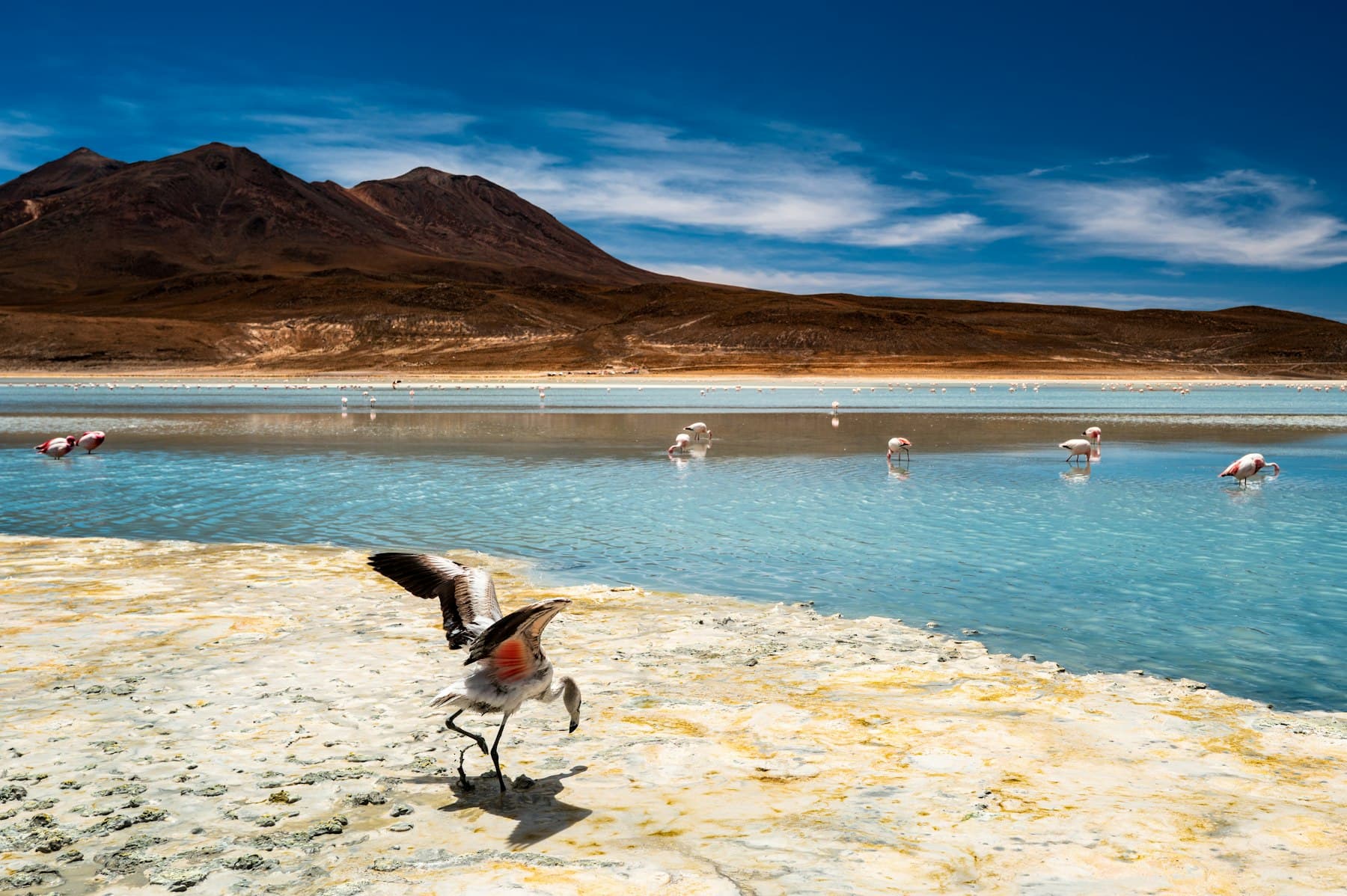 Flamencos en una laguna altiplánica