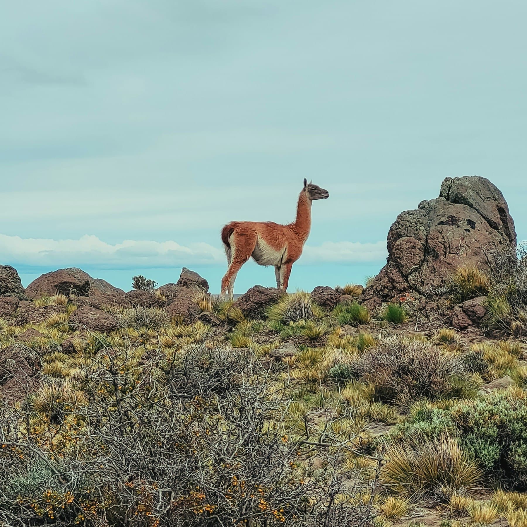 Guanaco sobre un roquedal de la estepa patagónica